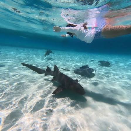 Nurse shark encounter
