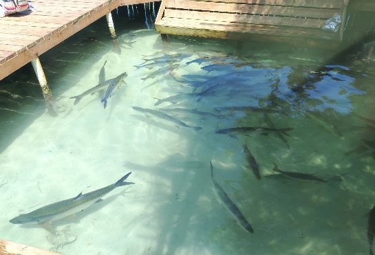 Fish encounter